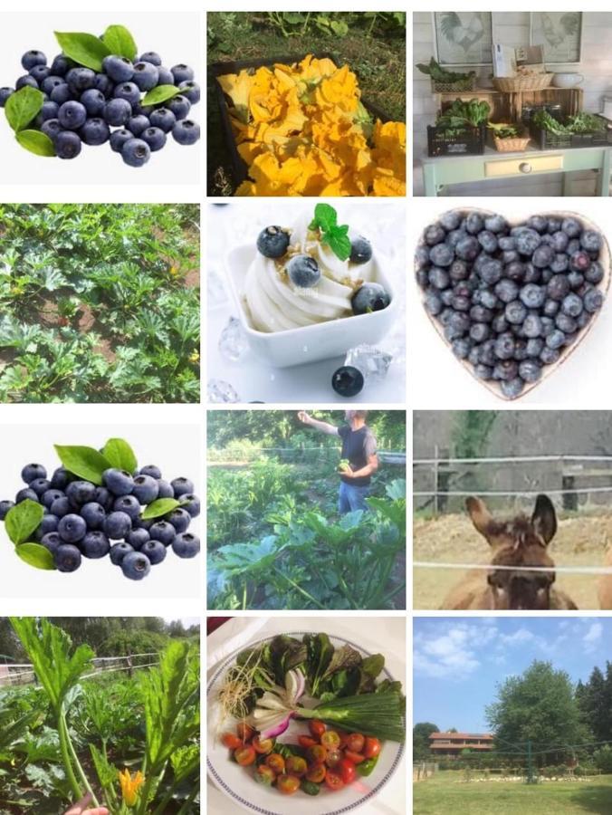 Bilocale In The Farm- Malpensa-Lago Maggiore Varallo Pombia ภายนอก รูปภาพ