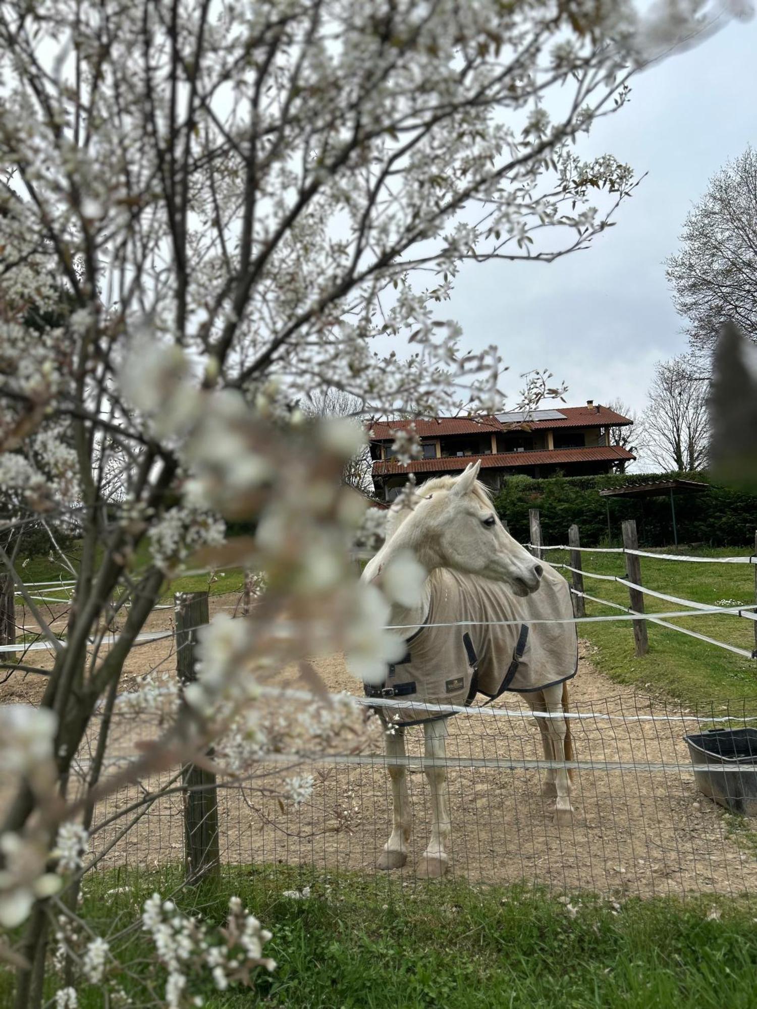 Bilocale In The Farm- Malpensa-Lago Maggiore Varallo Pombia ภายนอก รูปภาพ